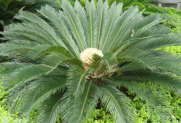 鐵樹(shù)的養(yǎng)殖方法 鐵樹(shù)種植方法