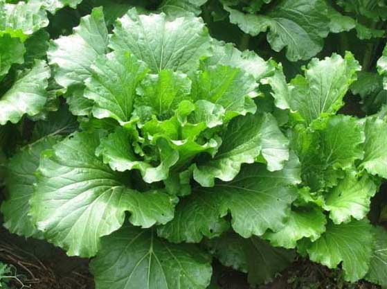 大白菜栽培技術(shù) 大白菜栽培技術(shù)
