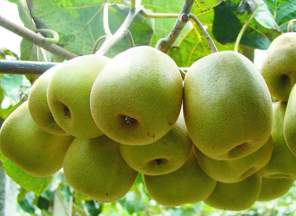 獼猴桃屬于哪類水果? 獼猴桃種植方法