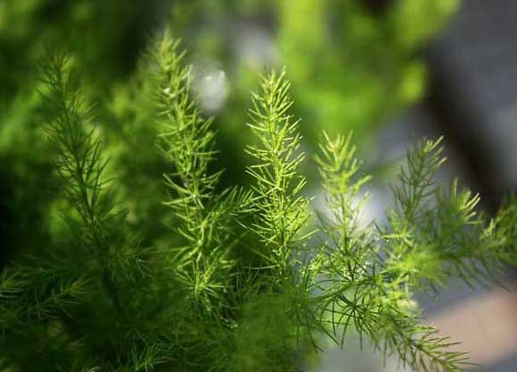 文竹的修剪方法及圖解 文竹養(yǎng)殖方法