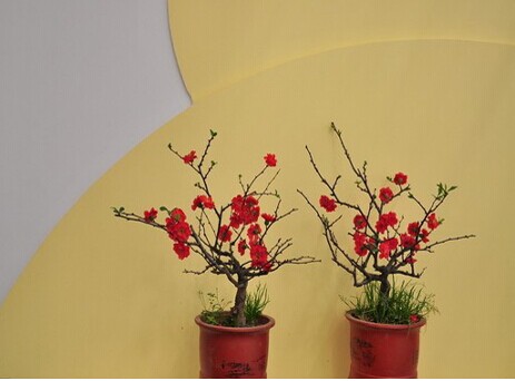 臘梅花怎么養(yǎng) 臘梅花養(yǎng)殖方法技巧 臘梅怎么養(yǎng)