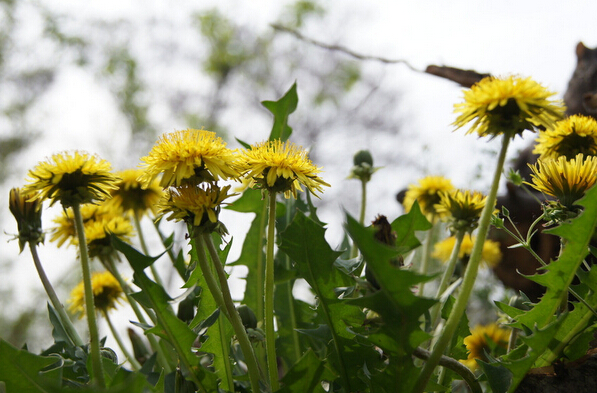 蒲公英的治病功效都有哪些 蒲公英的藥用價(jià)值 蒲公英的功效與作用