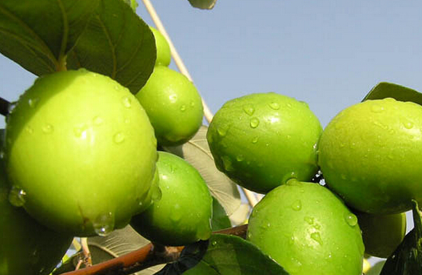 青棗的營(yíng)養(yǎng)價(jià)值與功效 青棗的營(yíng)養(yǎng)價(jià)值與功效