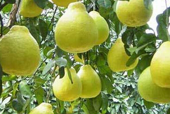 長壽沙田柚的功效與作用 沙田柚的作用