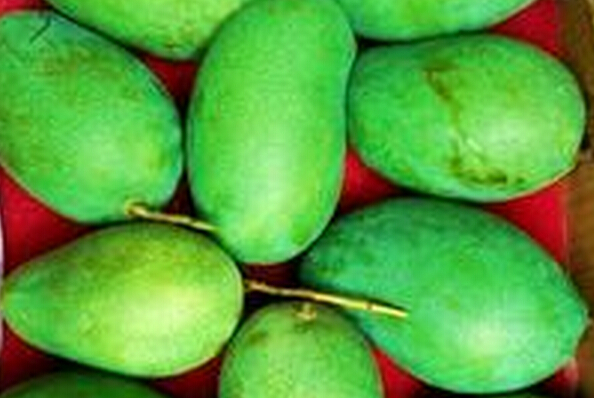 黑香芒果的功效與作用 芒果的作用