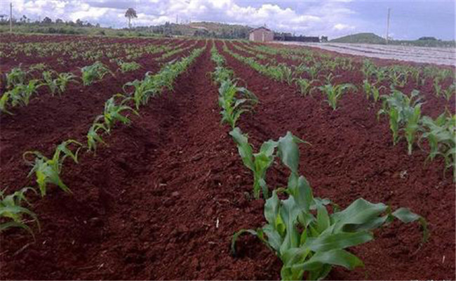 計(jì)劃生產(chǎn)、分期播種