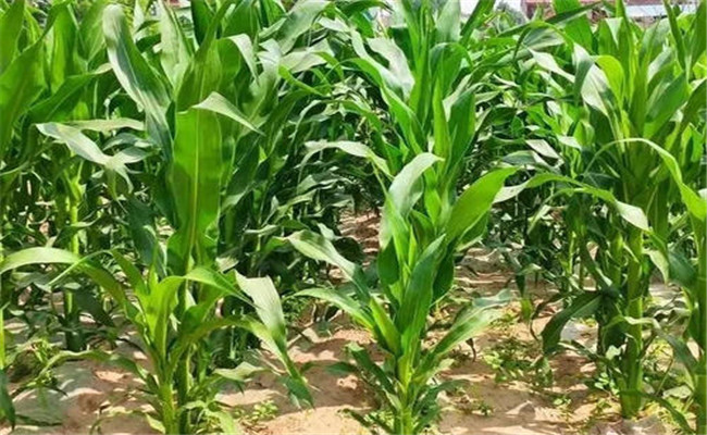 早去分蘗、適時(shí)去掉下部果穗