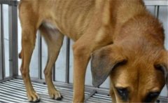 狗有蛔蟲(chóng)什么癥狀，吃什么藥，會(huì)傳染給人嗎？