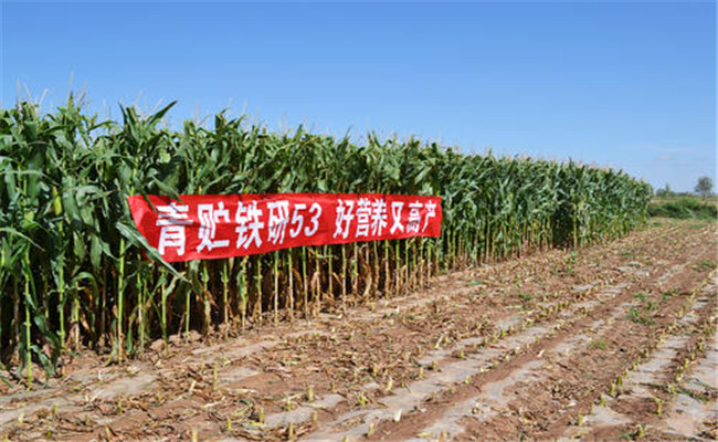 青貯玉米的栽培技術(shù)要點(diǎn)