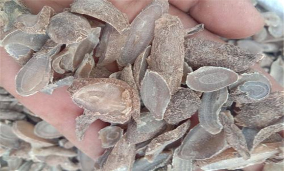 郁金的用法、用量與禁忌