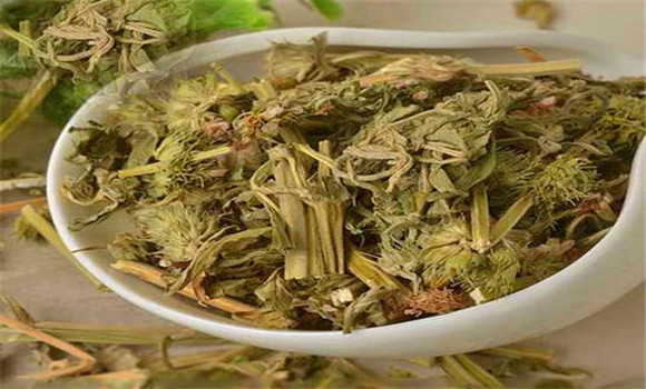 益母草的用法、用量與禁忌