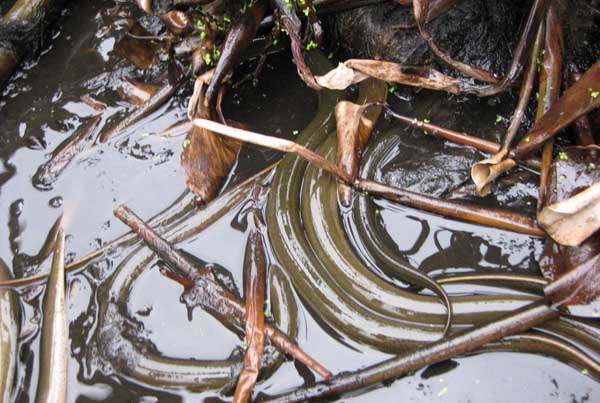 黃鱔養(yǎng)殖五種飼料 黃鱔飼料知識(shí)