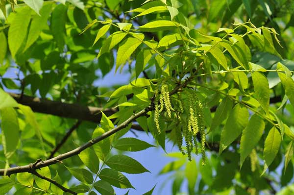 美國(guó)山核桃的高效栽培技術(shù) 核桃栽培技術(shù)