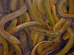 鱔魚的生長速度與飼料、餌料的關(guān)系