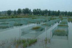 養(yǎng)殖黃鱔吃什么飼料,黃鱔的飼料有哪些