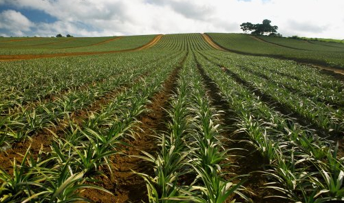菠蘿管理技術(shù)