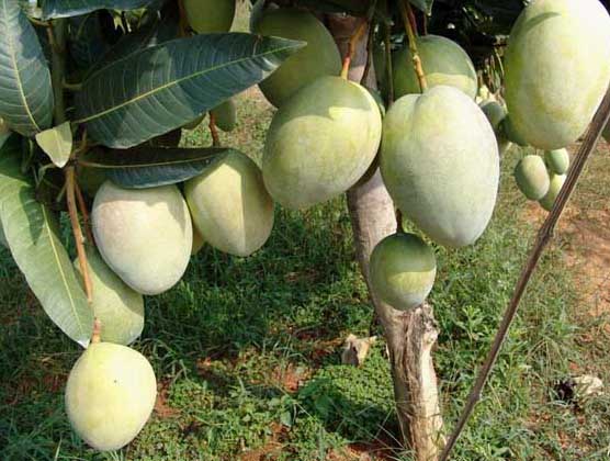 芒果種植與管理技術(shù) 芒果管理技術(shù)