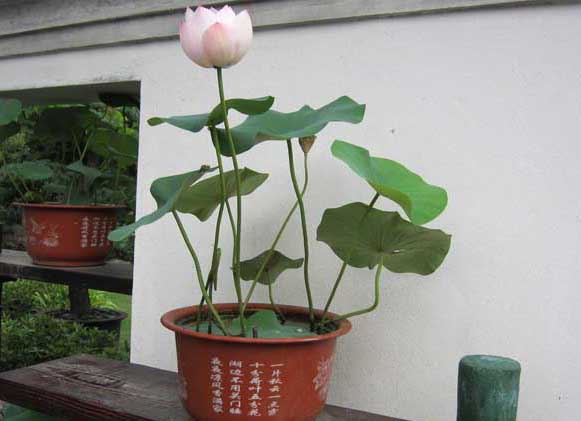 碗蓮的種植方法 花卉的養(yǎng)殖方法