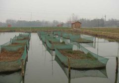 如何鑒別魚種質(zhì)量優(yōu)劣？