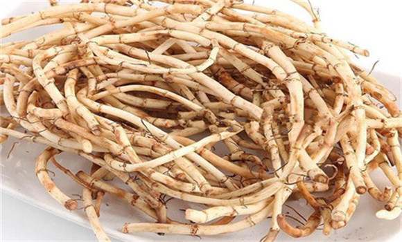 魚腥草的用法、用量與禁忌