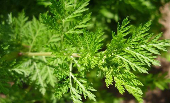 青蒿的用法、用量與禁忌