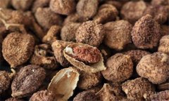 砂仁的功效與作用是什么 砂仁的用法、用量與禁