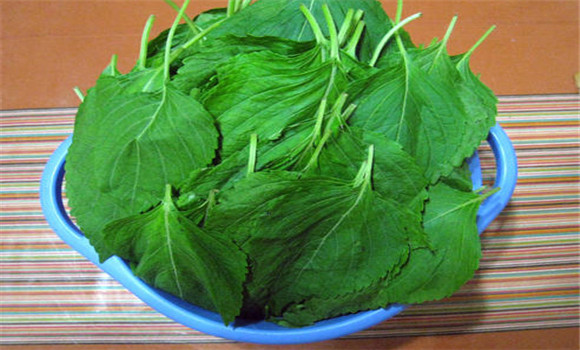 蘇子葉的用法、用量與禁忌