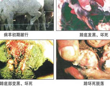 羊病防治技術