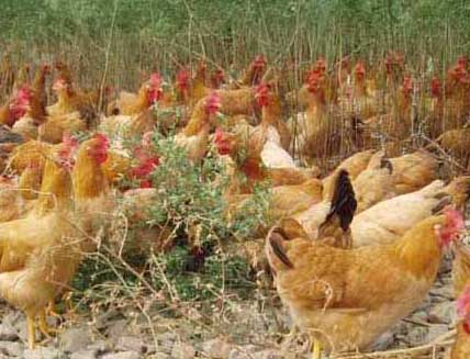 土雞養(yǎng)殖成本計算 土雞飼養(yǎng)管理方法