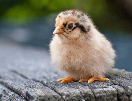 雞養(yǎng)殖場(chǎng)常見雞病診斷和防治