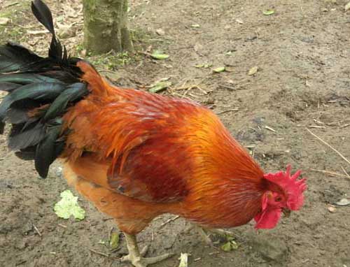 雞養(yǎng)殖技術