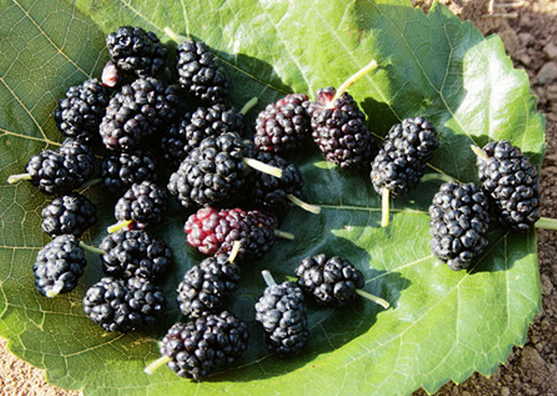 桑葚的食療功效 桑葚的食療用法 桑葚的功效與作用