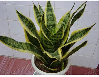 虎皮蘭養(yǎng)殖方法和注意事項(xiàng) 花卉種植方法