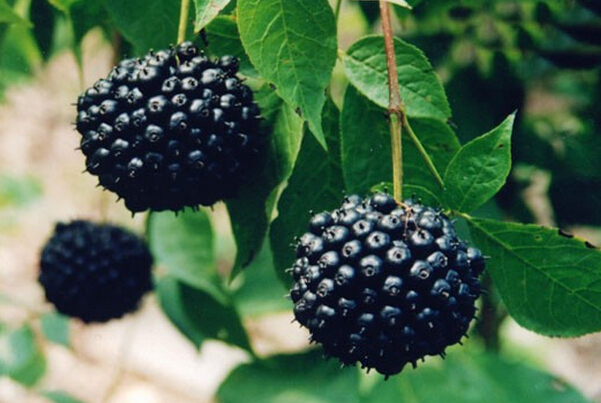 刺五加的功效與作用全析 刺五加的作用