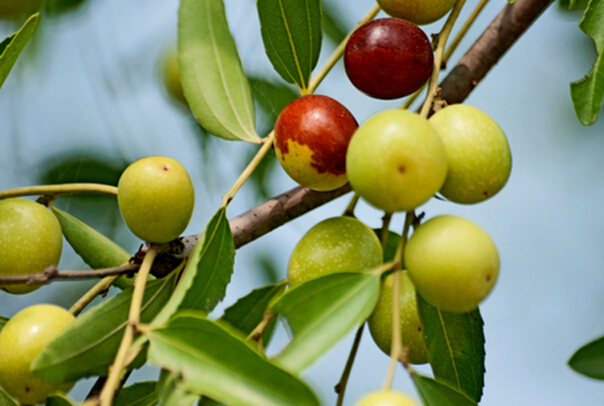 酸棗的功效與作用 酸棗的副作用 酸棗的作用與功效