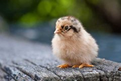 雞瘟、雞出敗和雞白痢的癥狀表現(xiàn)及治療方法