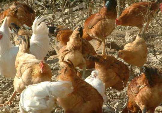 荒山土雞散養(yǎng)技術(shù)要點簡述