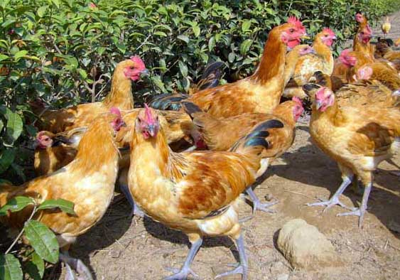 養(yǎng)雞場影響飼料利用率的因素有哪些