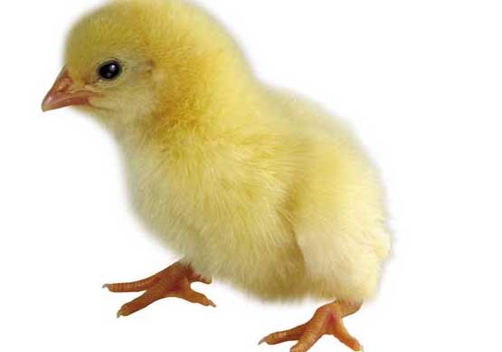 雞常見寄生蟲的驅(qū)蟲方法 養(yǎng)雞技術(shù)