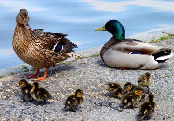 綠頭野鴨的養(yǎng)殖技術(shù) 養(yǎng)鴨技術(shù)