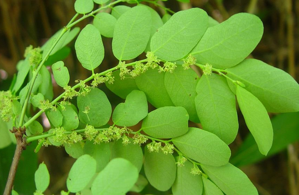 珍珠草的功效與作用 珍珠草的食用方法 花卉的作用