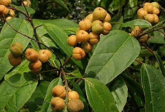 巴豆是什么 巴豆的功效與作用 巴豆的功效與作用