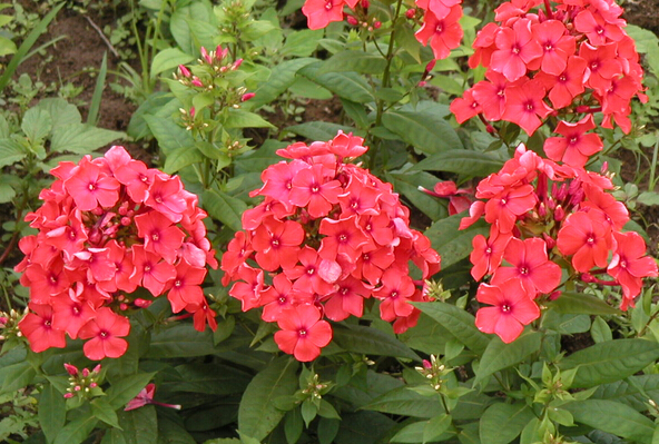 福祿考的功效與作用 福祿考的作用