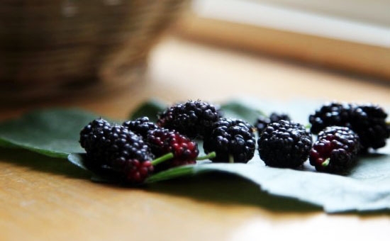 桑葚的作用有哪些 吃桑葚有什么好處 桑葚的功效與作用
