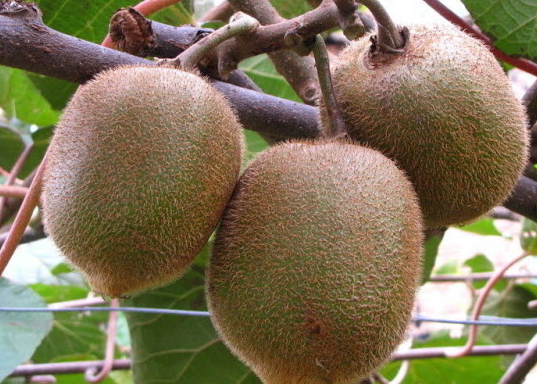 獼猴桃的功效有哪些 吃獼猴桃的好處 獼猴桃的功效與作用