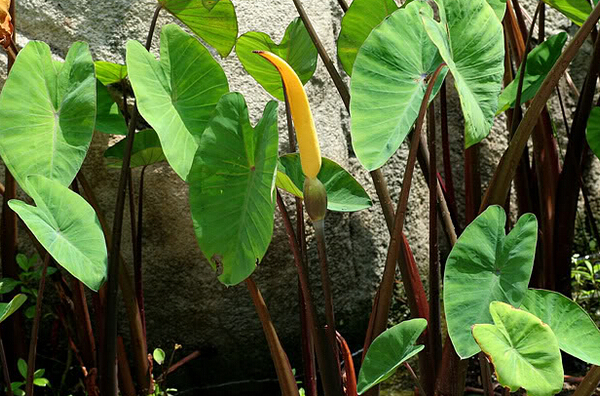 芋頭莖的功效與作用