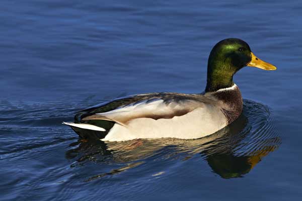 野鴨的高效飼養(yǎng)管理技術(shù) 怎樣科學(xué)養(yǎng)鴨