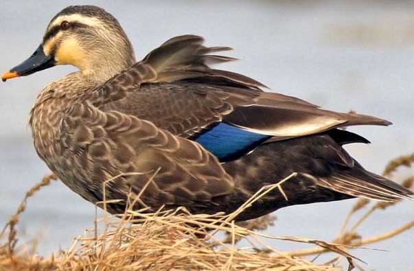 如何提高斑嘴野鴨成活率 怎樣養(yǎng)鴨