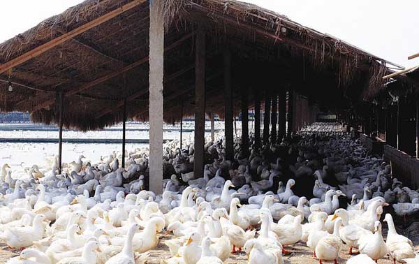 野鴨養(yǎng)殖場(chǎng)地址的選擇和建設(shè)方案 鴨養(yǎng)殖技術(shù)
