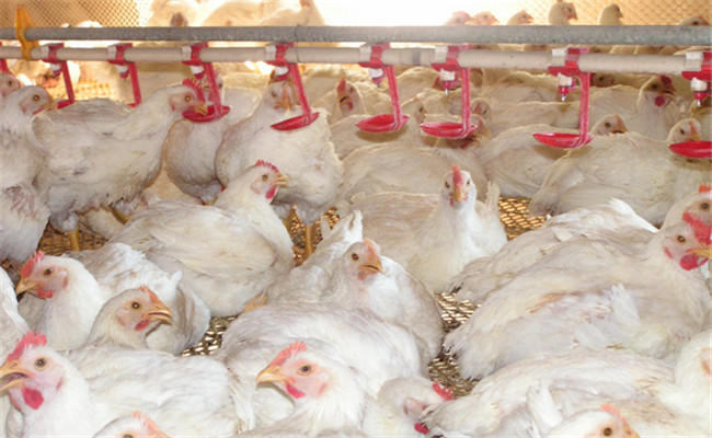 對(duì)光照、飼養(yǎng)密度等的要求不同